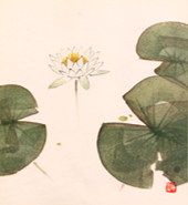 習画帖 > 第3輯『花』 筆者 大島祥丘 > 『睡蓮』