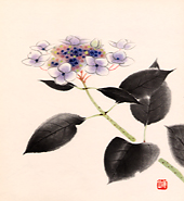 習画帖 > 第3輯『花』 筆者 大島祥丘 > 『八仙花(あじさい)』